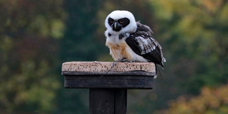 CBD Kosmetik Augenringe