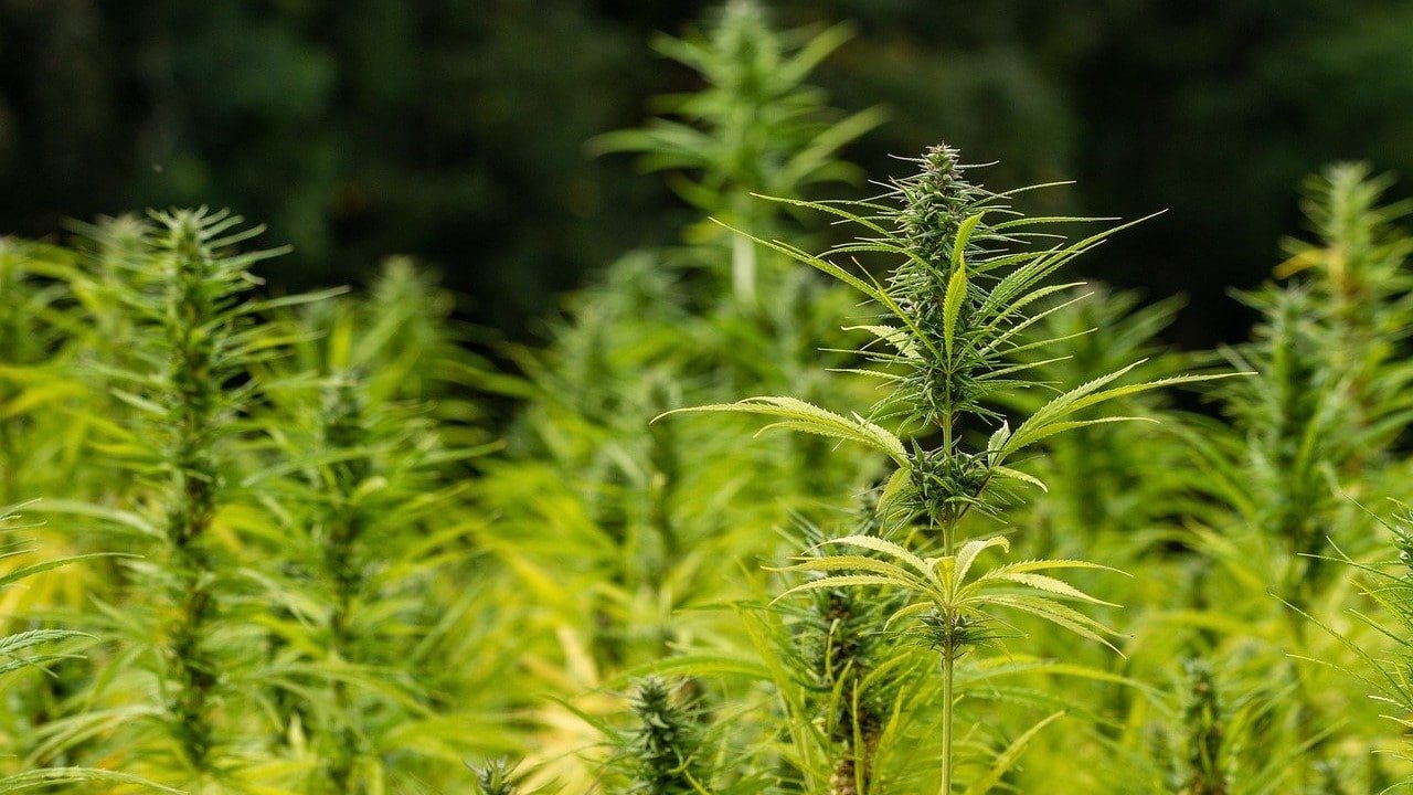 CBD Produktion lukrativ