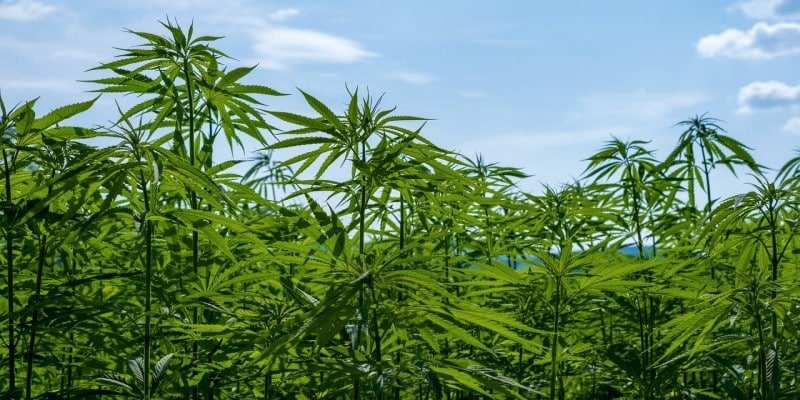 CBD Hanf anbauen