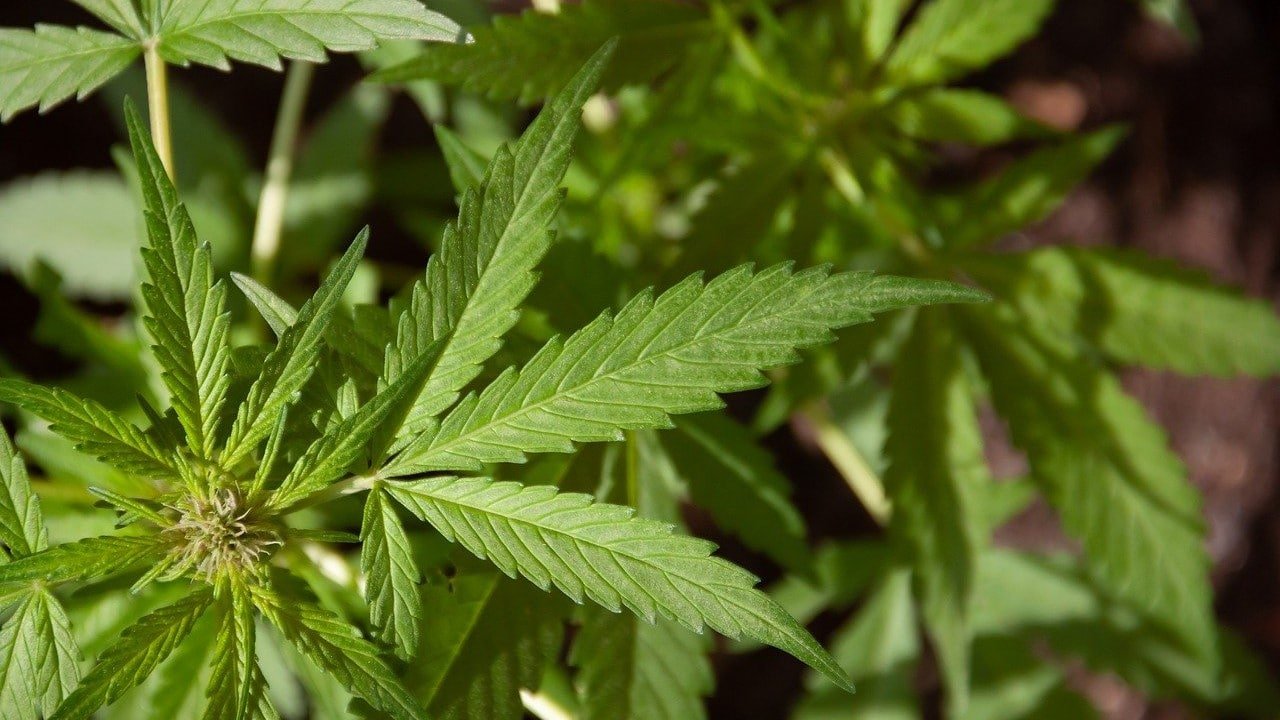 CBD Nation Dokumentation