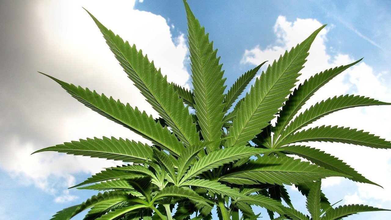 Terpene CBD Kombinieren