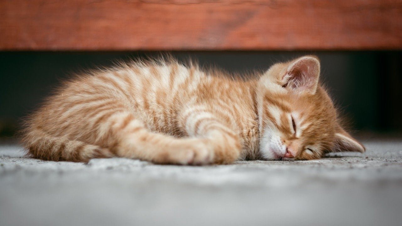 CBD Blüten Einschlafen