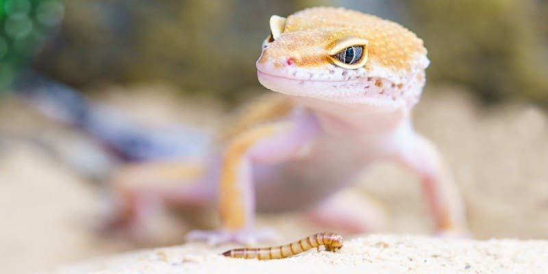 CBD Haustiere Reptilien