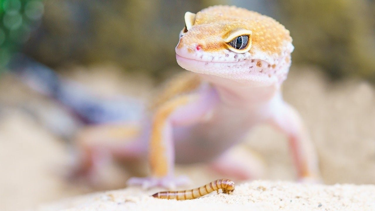 CBD Haustiere Reptilien