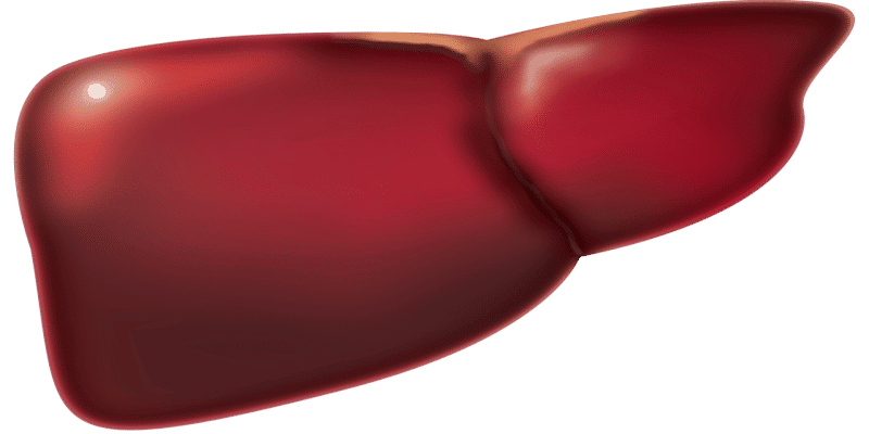 CBD-&Ouml;l Leber Studie