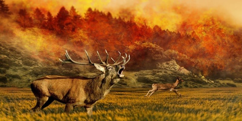 Waldbrände CBD-Hanf Klimawandel