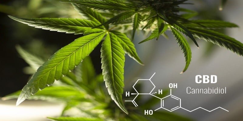 CBD Cannabinoide Verbraucher