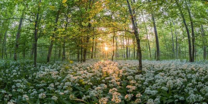 CBD Heilpflanzen Vergleich