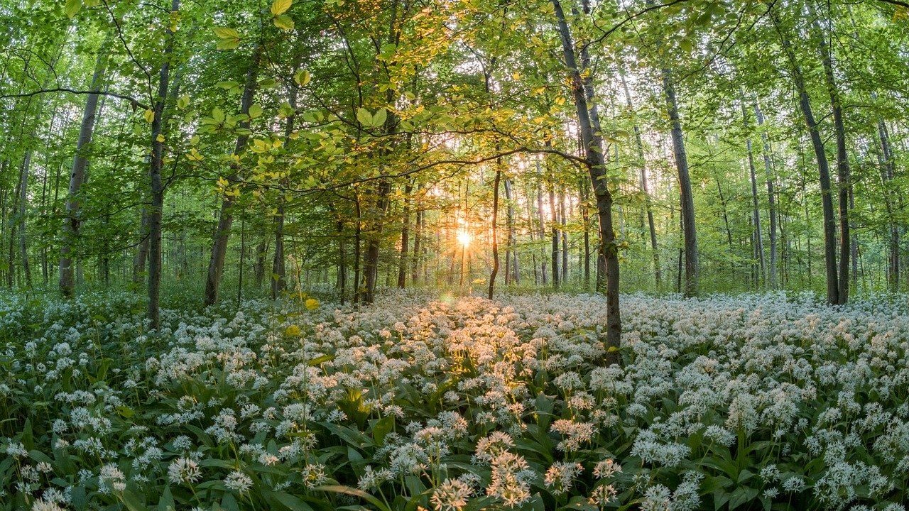 CBD Heilpflanzen Vergleich