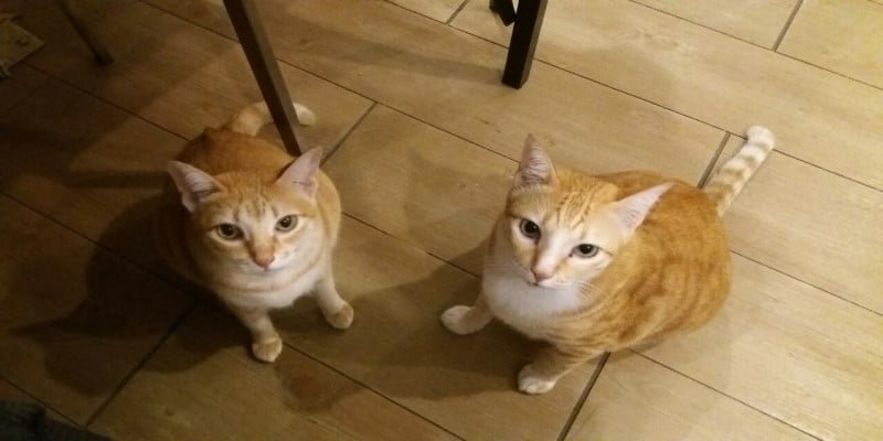 CBD-Öl Katzen Anwendungen