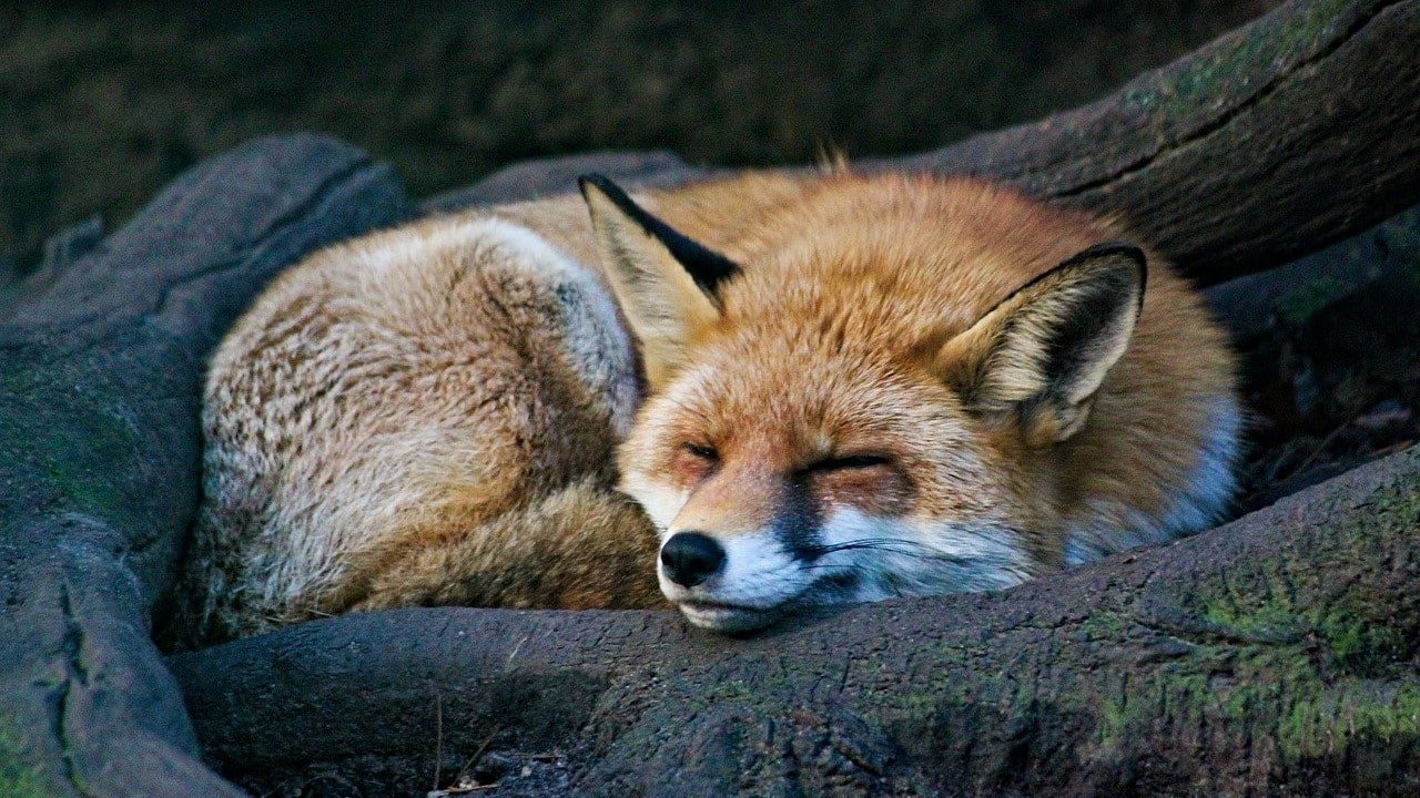 CBD-Öl Melatonin Einschlafen