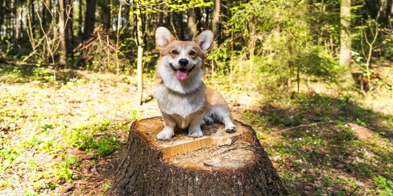 Tierärzte CBD Hunde