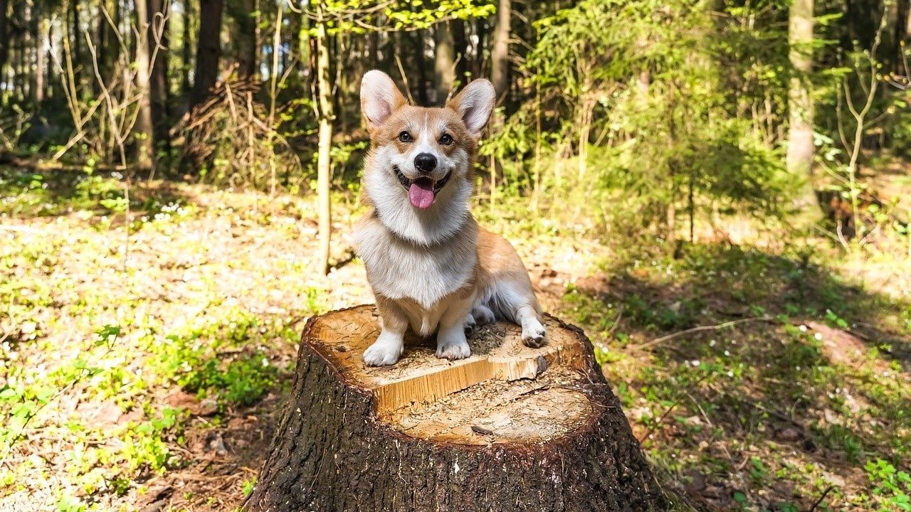 Tierärzte CBD Hunde