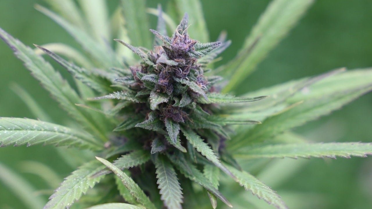 CBD-Blüten Hanfsorten Schweiz