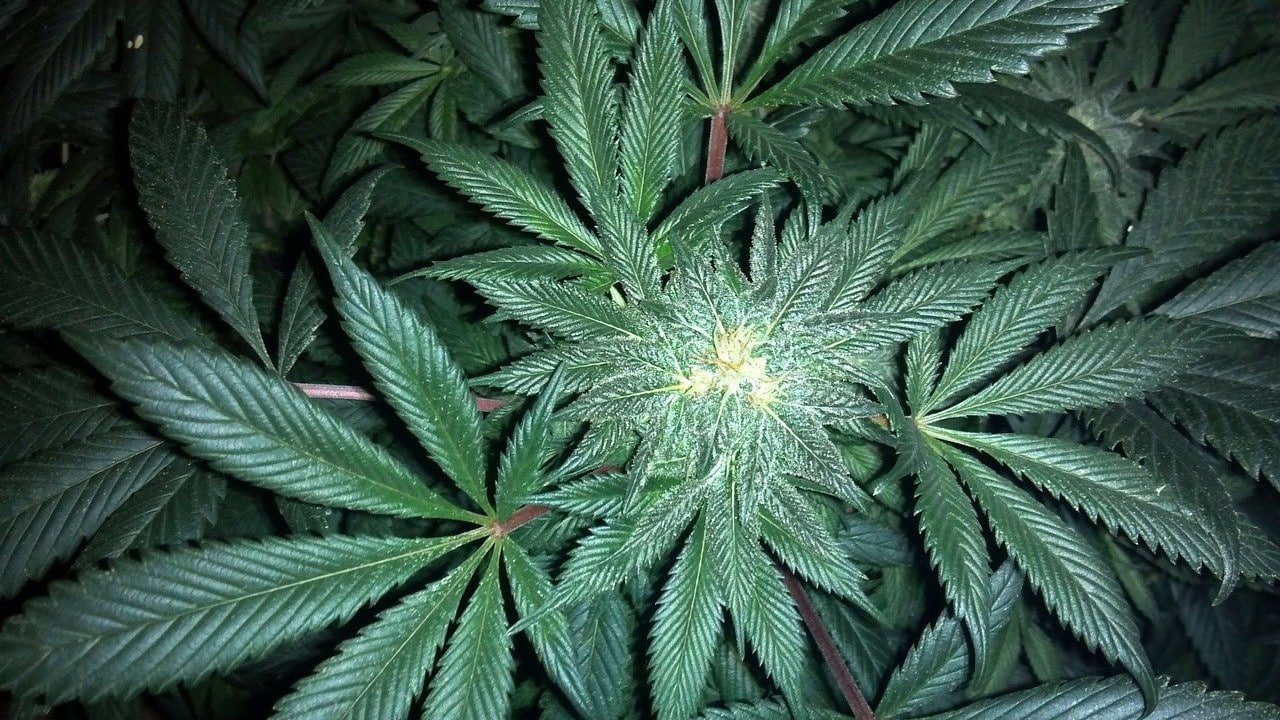 CBD-Blüten anbauen Indoor