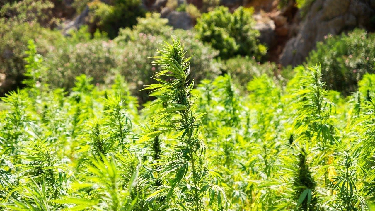 CBD Nutzhanf Blüten