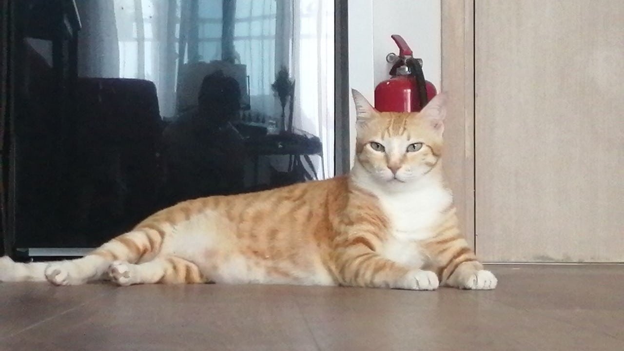 CBD Produkte Tierheim