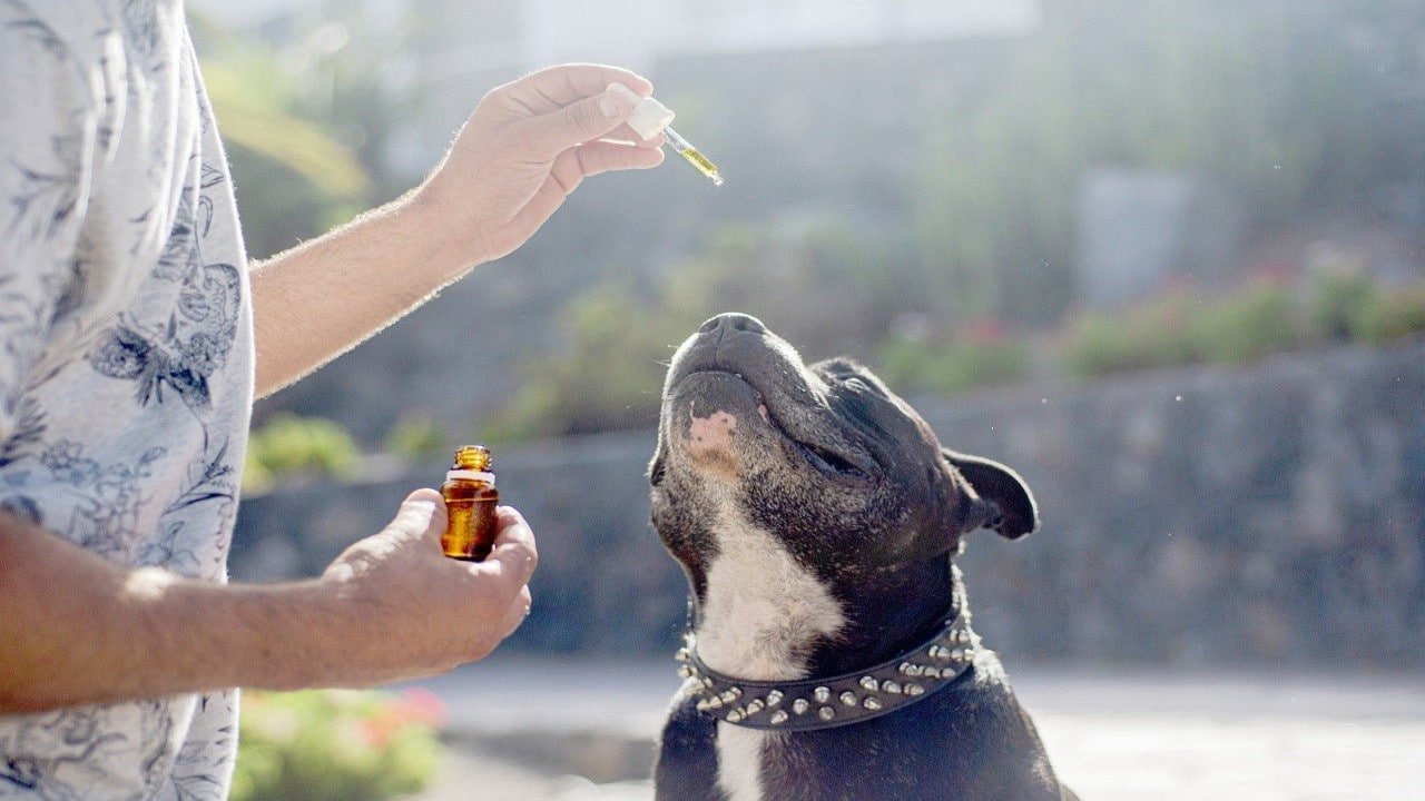 CBD Tiere Veterinärmedizin