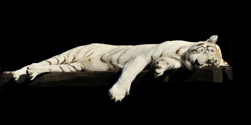 CBD Einschlafen Wirksamkeit