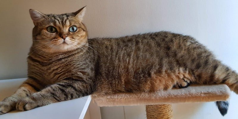 CBD- &Ouml;l Tierarzt