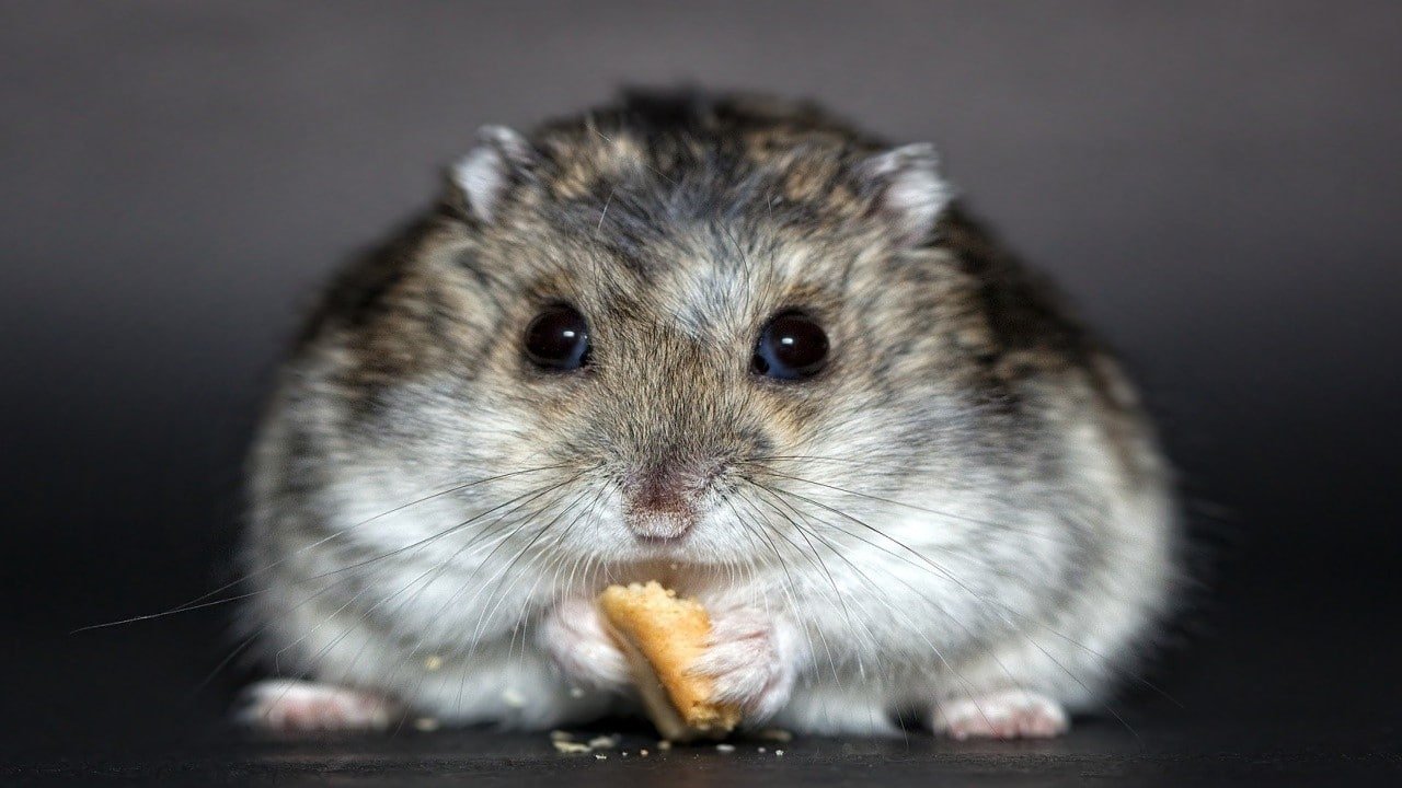 CBD Produkte Hamster