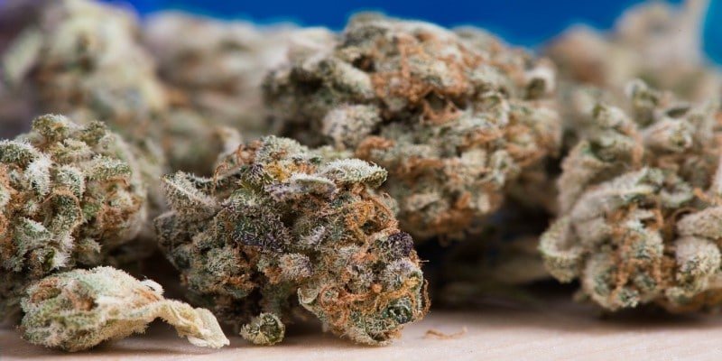 CBD Bl&uuml;ten Qualit&auml;t