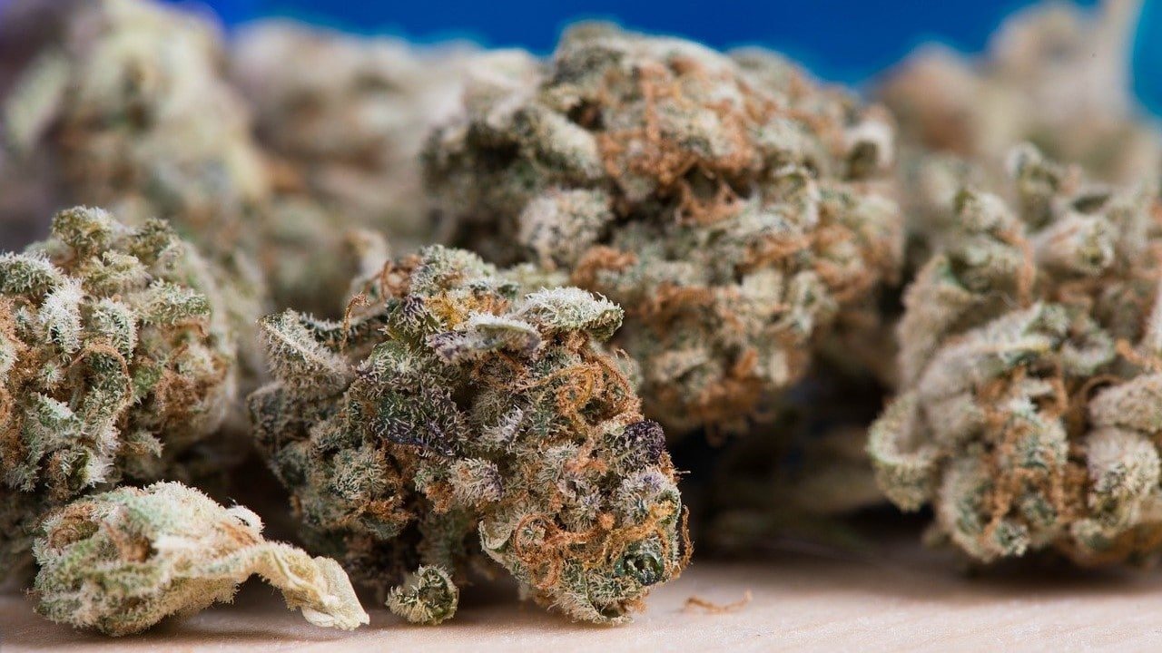 CBD Blüten Qualität