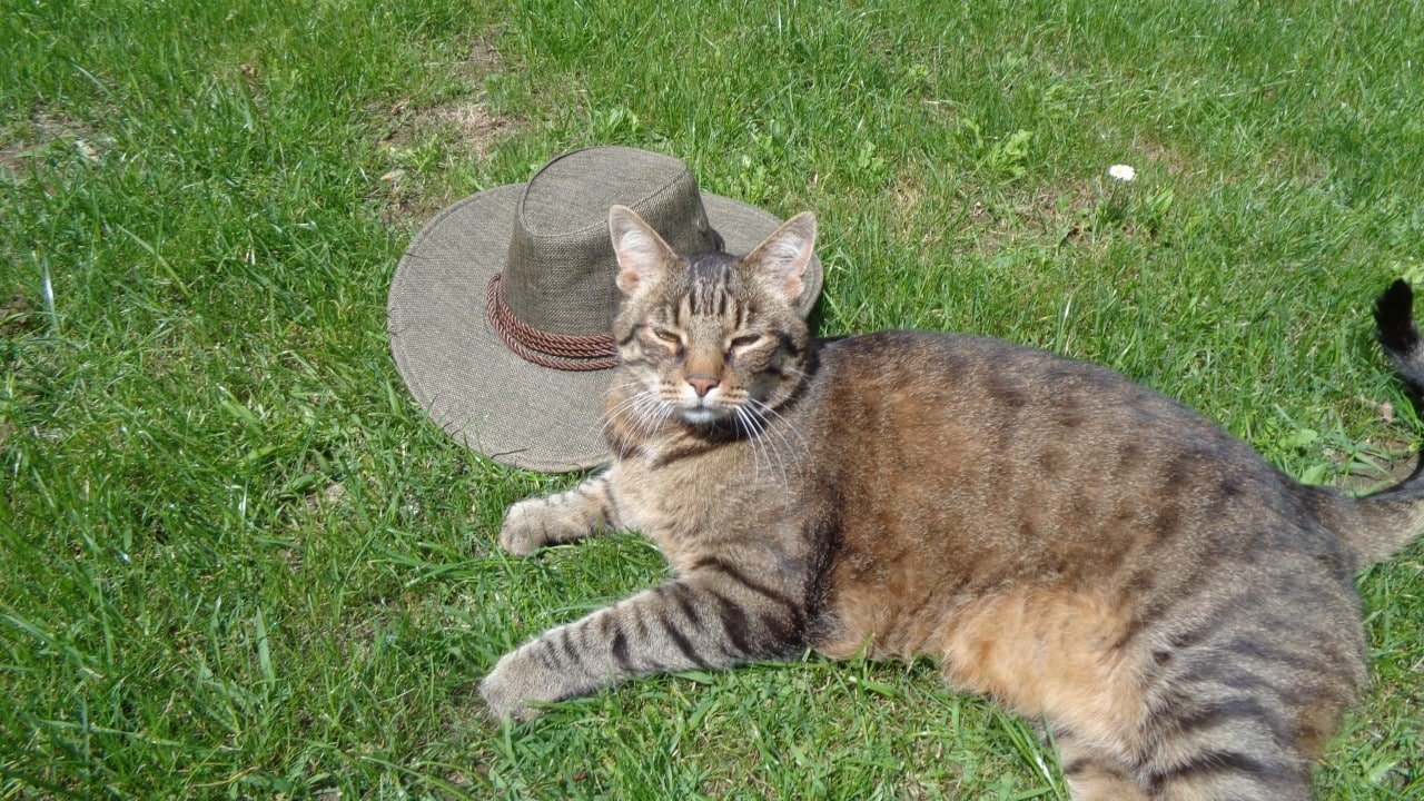 CBD Haustiere Menschen