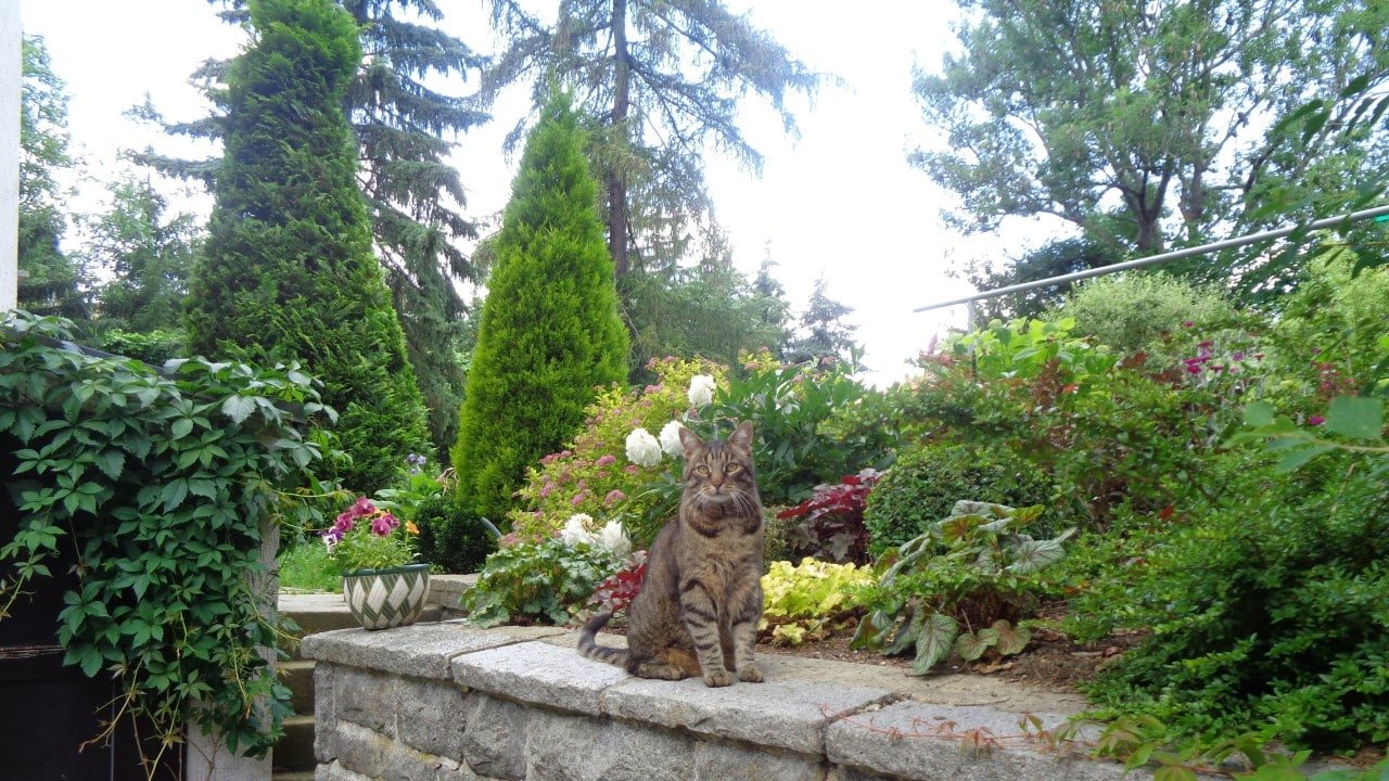 CBD Haustiere Trends