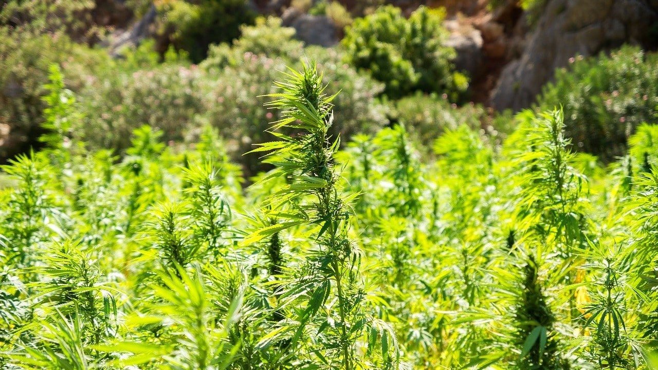 CBD-Nutzhanf Legalisierung Marihuana