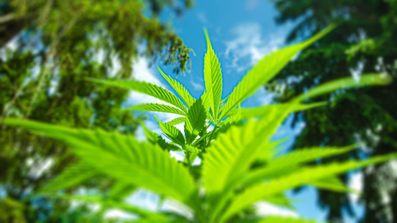 CBD Nutzhanf Regulierung