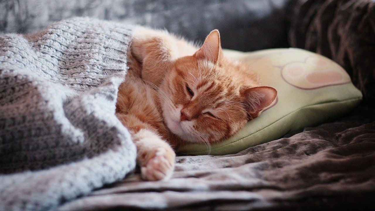 CBD-Öl Einschlafen Cannabinoide