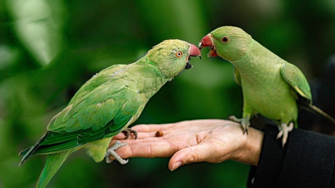 CBD Nutzhanf Tierfutter