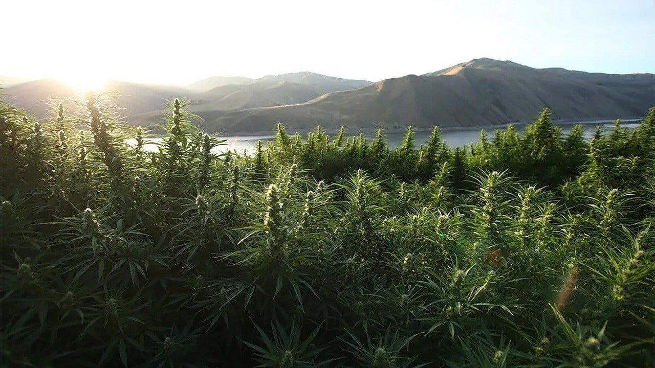 Testmethode Cannabinoide THC