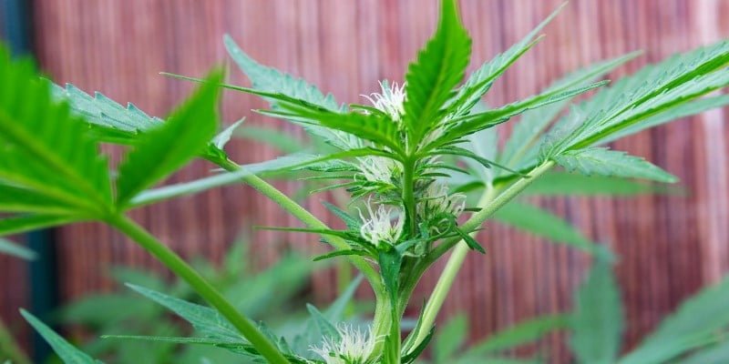 CBD-Bl&uuml;ten anbauen D&uuml;nger