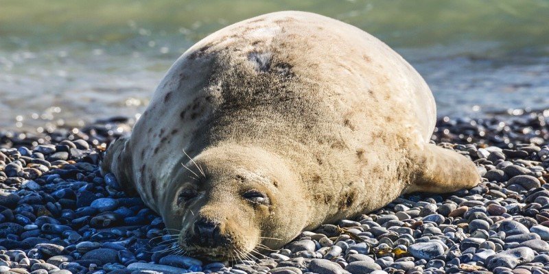 CBD-&Ouml;l Schlafphasen