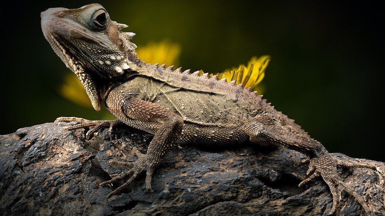 CBD Produkte Reptilien