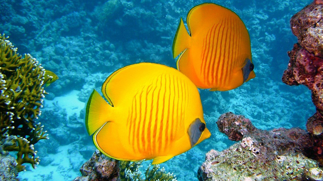 CBD Haustiere Fische