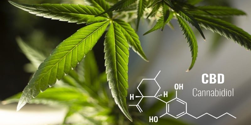 CBD Konsum Anf&auml;nger