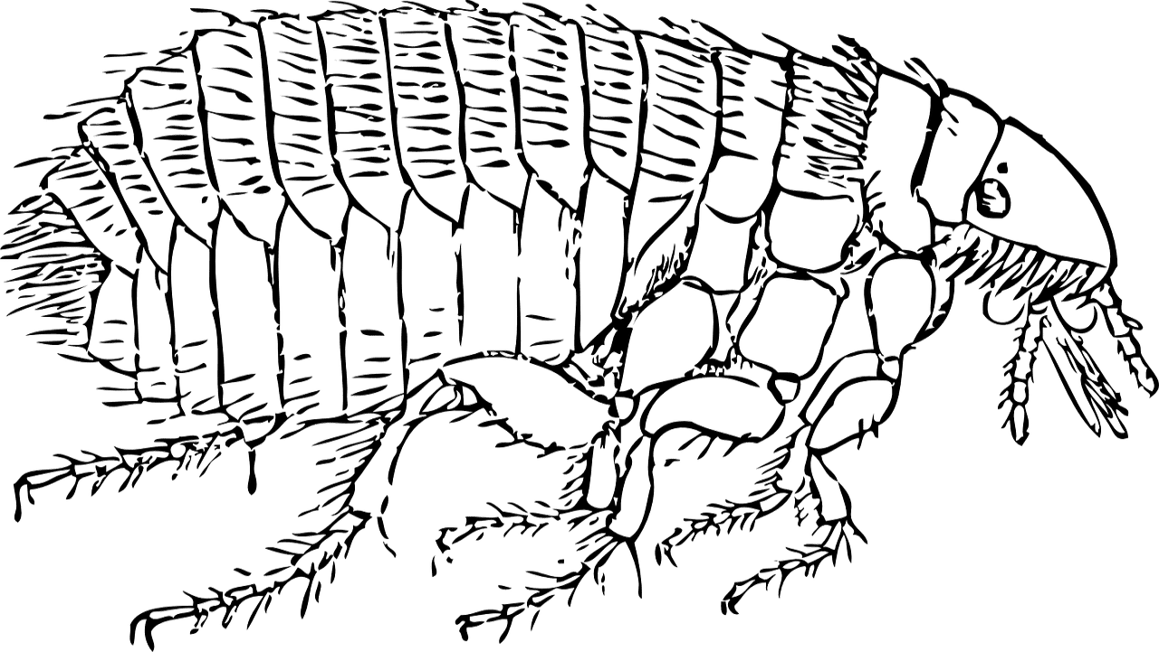 CBD Verarbeitung Schimmel