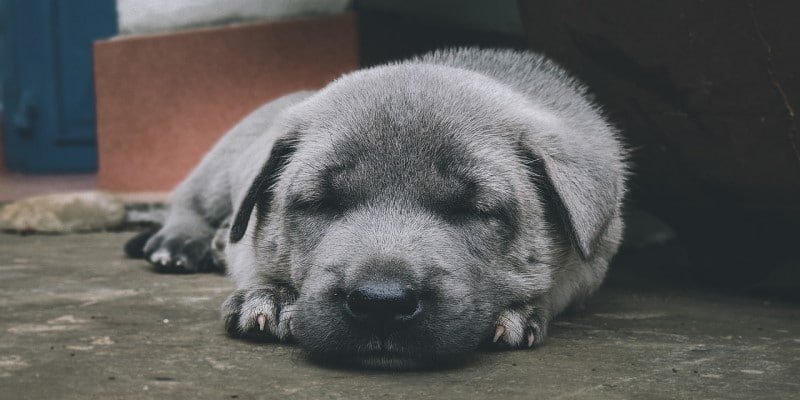 Schlafst&ouml;rungen CBD Produkte