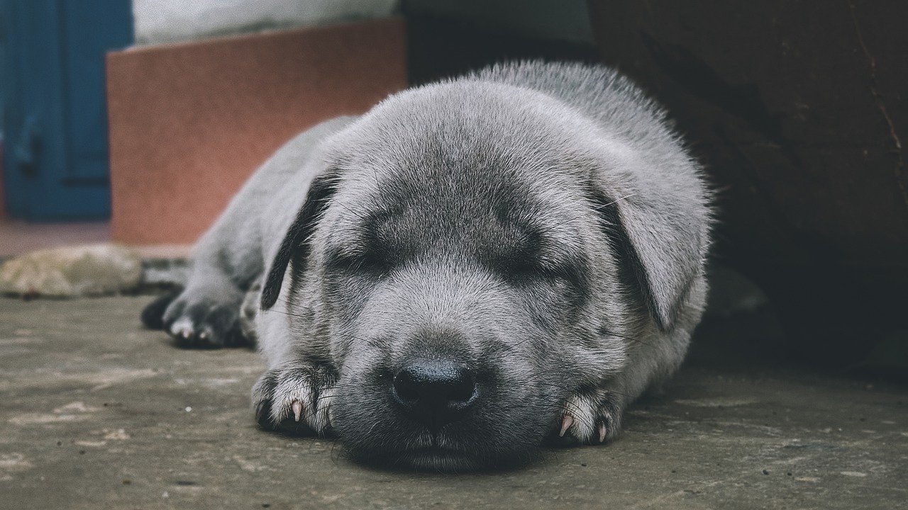 Schlafstörungen CBD Produkte