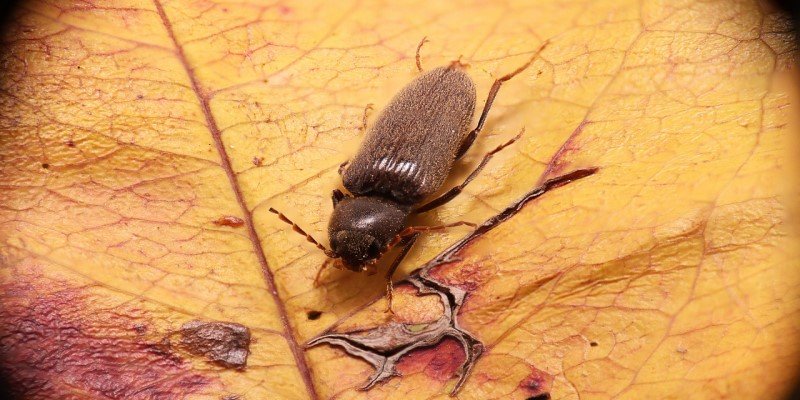 CBD Anbau Sch&auml;dlingsbek&auml;mpfung