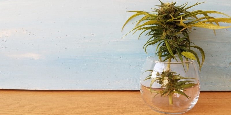 CBD Anbauen Produktionskosten