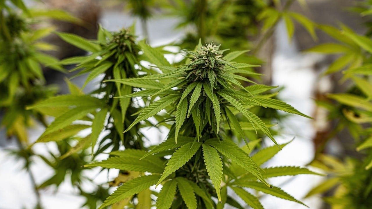 CBD Vollspektrum Entourage