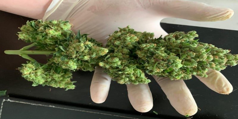 Erntehelfer CBD-Hanf Sch&auml;dlinge