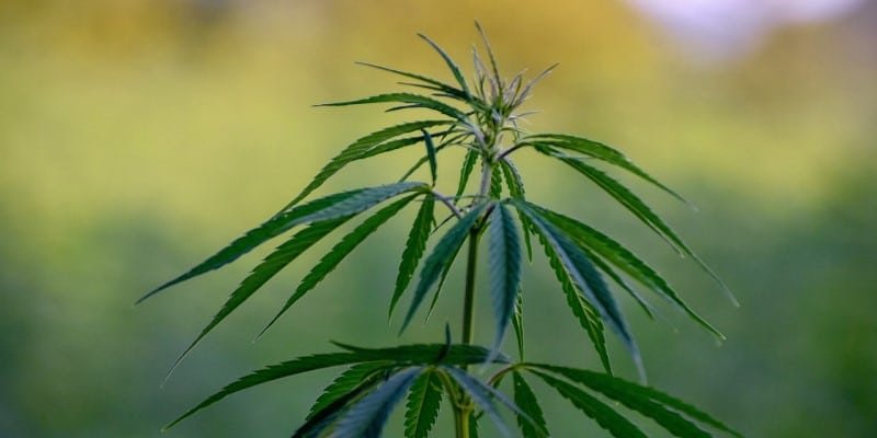 Fakten Anwendungen CBD-&Ouml;l