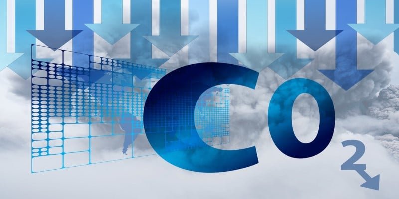 Nutzhanf CO2-Speicher B&auml;ume