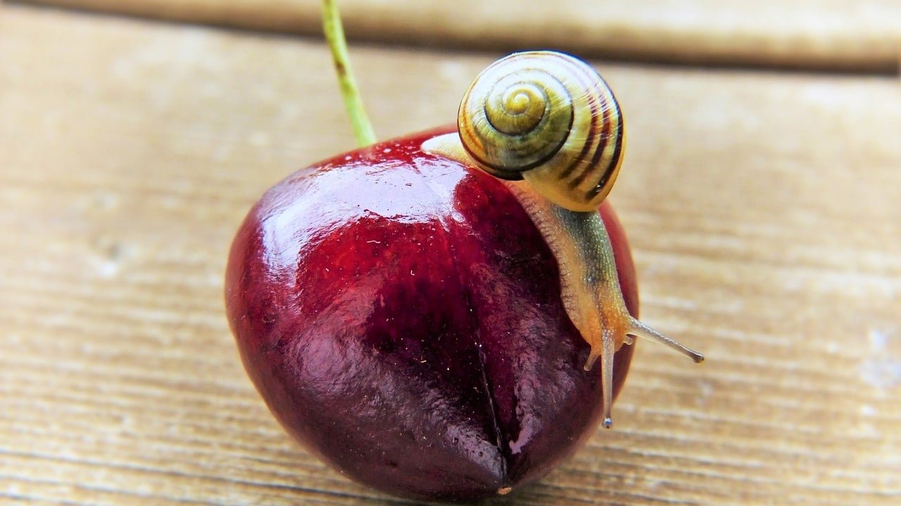 CBD Essstörungen Bulimie