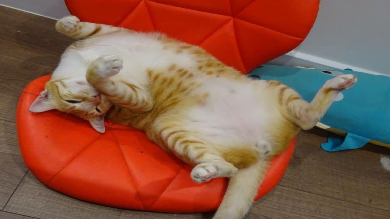 CBD Haustiere Verwendung